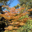 Acer palmatum 'Scolopendriifolium': Bild 9/11