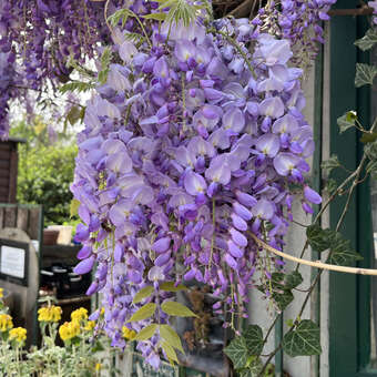 Blauregen - Wisteria sinensis 'Prolific' - lila