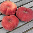 Prunus persica 'Tellerpfirsich Gialla' - Tellerpfirsich
