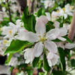 Malus domestica 'Rondo': Bild 2/6