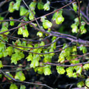 Corylopsis pauciflora - Zwerg-Scheinhasel
