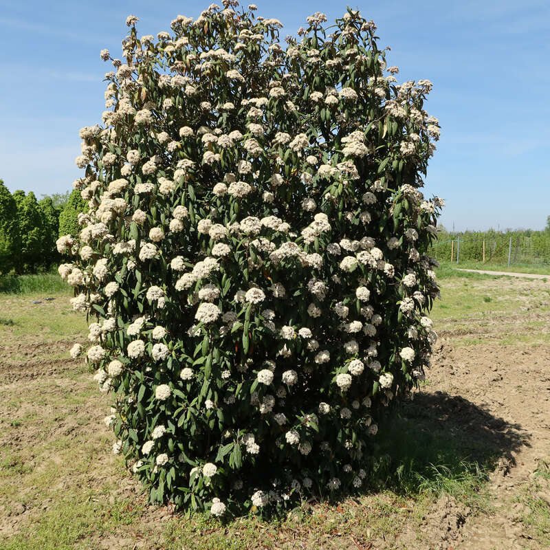 Immergrner Schneeball - Viburnum rhytidophyllum - wei