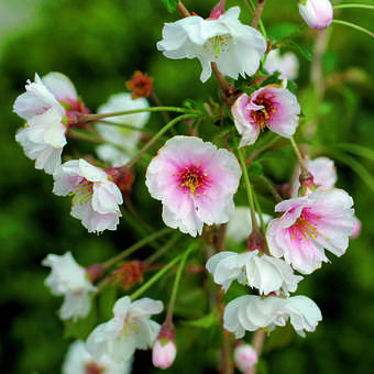 Prunus 'Hally Jolivette'