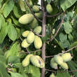 Asimina triloba Fruchtsorte: Bild 2/2