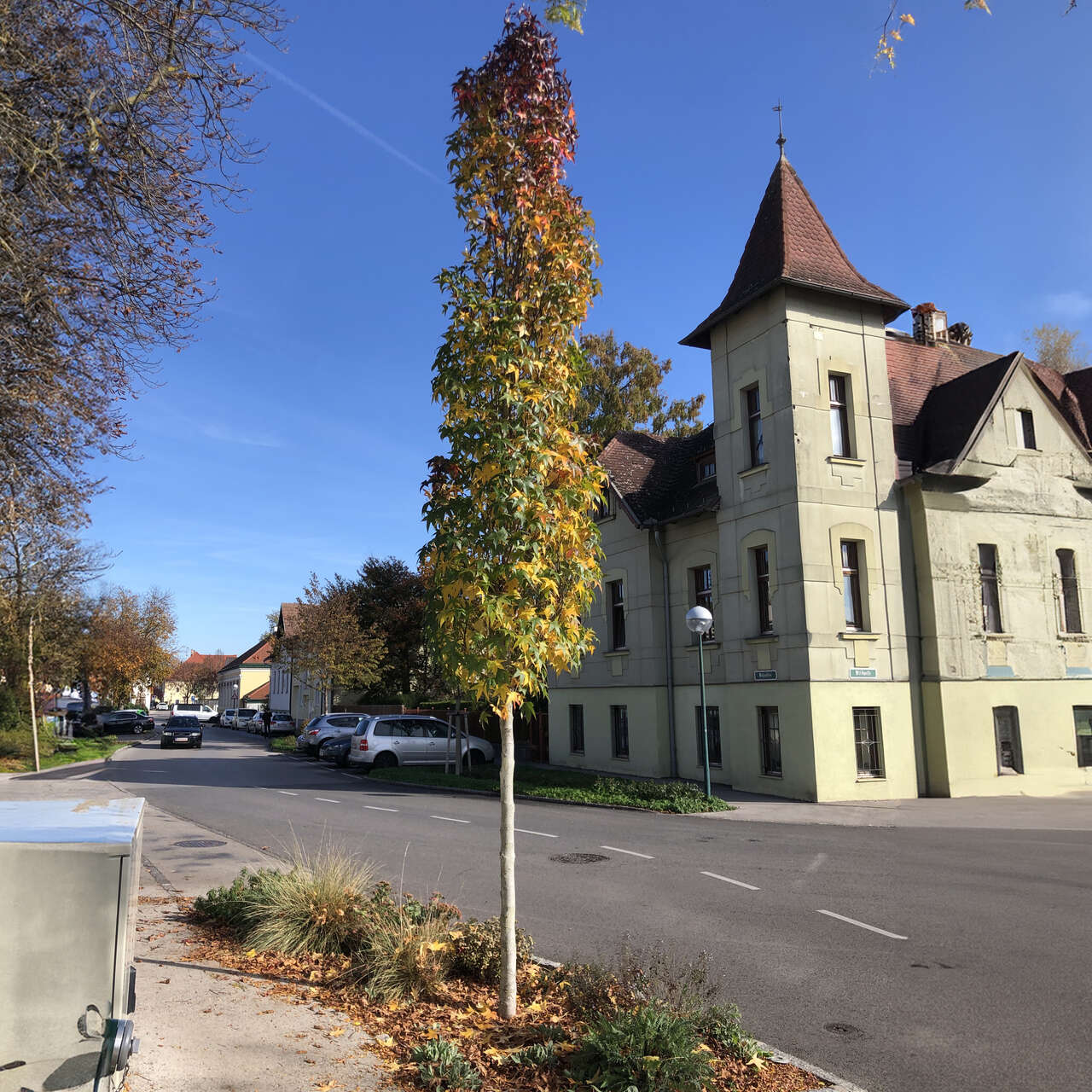 SäulenAmberbaum Liquidambar styraciflua 'Slender Silhouette' grün
