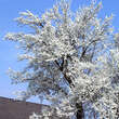 Prunus domestica 'Mirabelle von Nancy': Bild 1/2