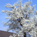 Prunus domestica 'Mirabelle von Nancy' - Kriecherl
