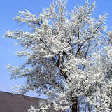 Prunus domestica 'Mirabelle von Nancy' - Kriecherl
