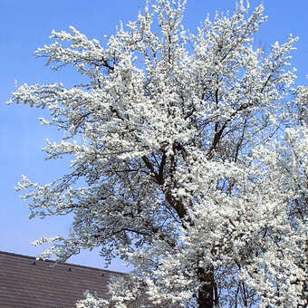 Kriecherl - Prunus domestica 'Mirabelle von Nancy'