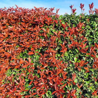 savory plant Winter Savory (Satureja montana) Live Plant in 2.5-inch pot