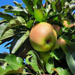 Malus domestica 'Rondo': Bild 4/6