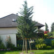 Cupressocyparis leylandii: Bild 6/7