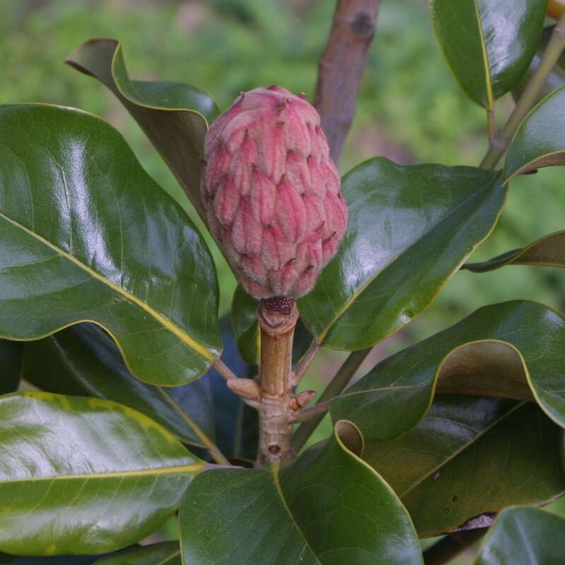 Immergrune Magnolie Magnolia Grandiflora Francois Treyve Weiss