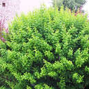 Grüne Heckenberberitze - Berberis thunbergii