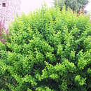 Berberis thunbergii - Grüne Heckenberberitze