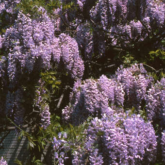 Blauregen - Wisteria sinensis 'Prolific' - lila