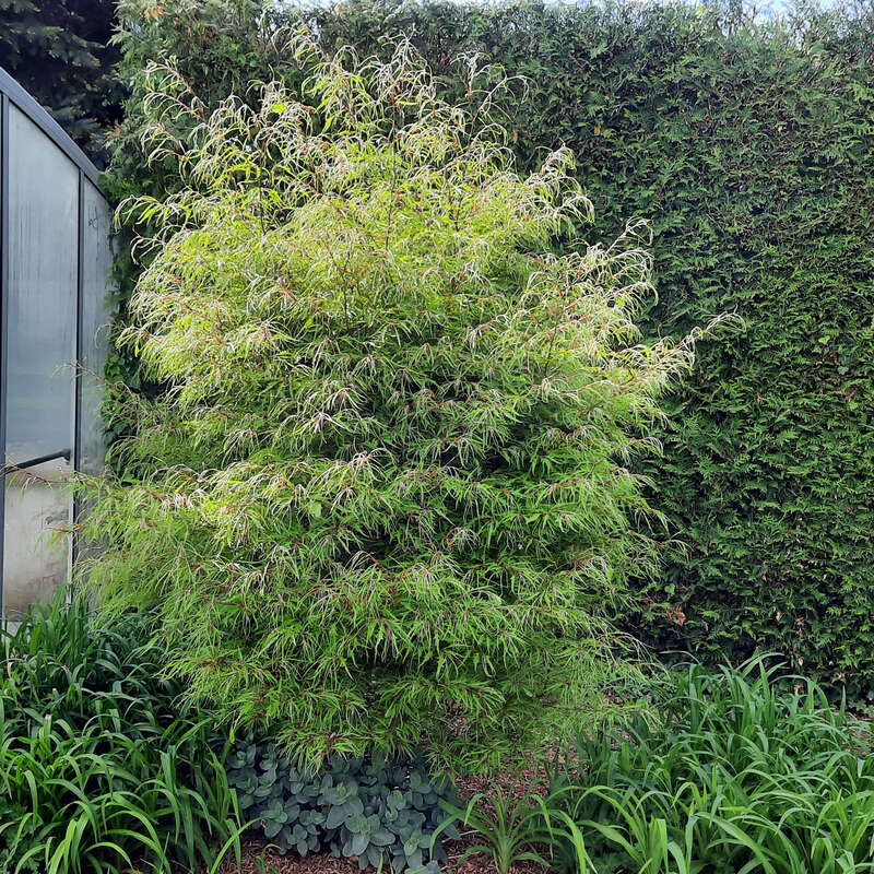 Zwergbuche - Fagus sylvatica 'Mercedes' - grn