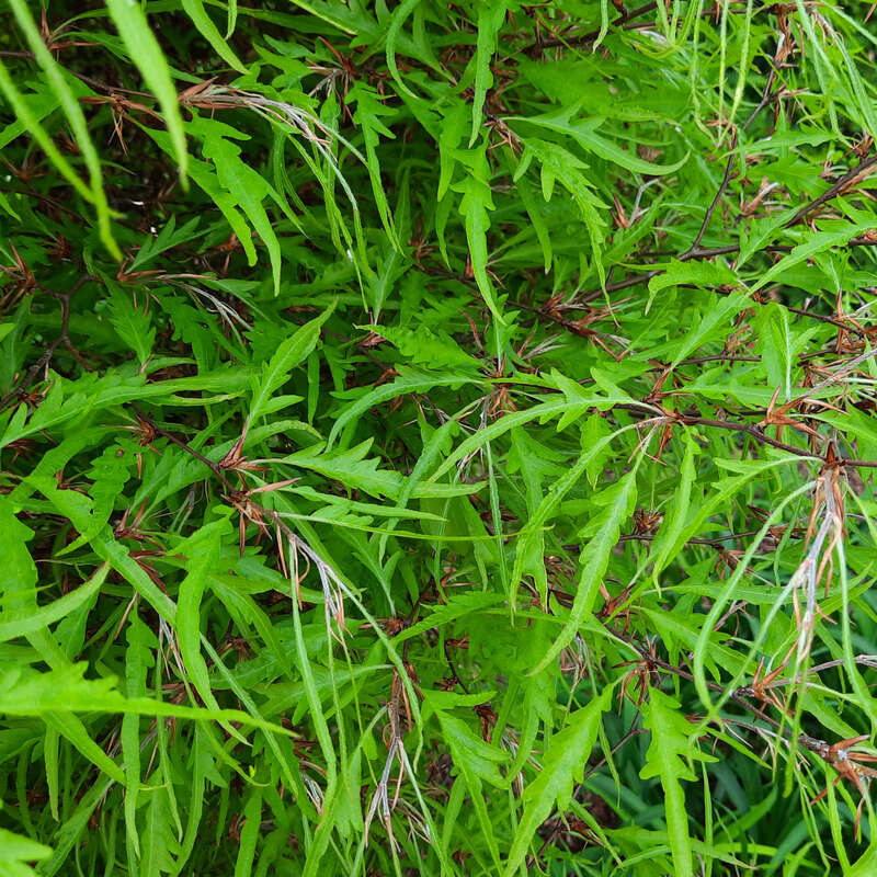 seniorentanz mein kleiner grner kaktus Mein kleiner grner Kaktus  Der Kinderbuchladen