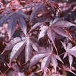 Acer palmatum 'Bloodgood': Bild 1/4