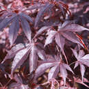 Acer palmatum 'Bloodgood' - Blutroter Fächerahorn