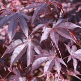 Acer palmatum 'Bloodgood' - Blutroter Fächerahorn