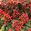 Skimmia japonica: Bild 3/4