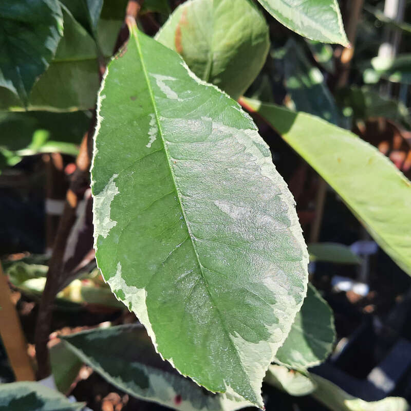 Bunte Glanzmispel - Photinia fraseri 'Pink Marble' - wei