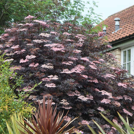Roter Geschlitztblättriger Holunder - Sambucus nigra 'Black Lace' - rosa