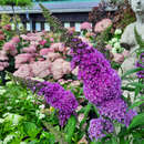 Buddleja davidii 'Peacock' - Sommerflieder
