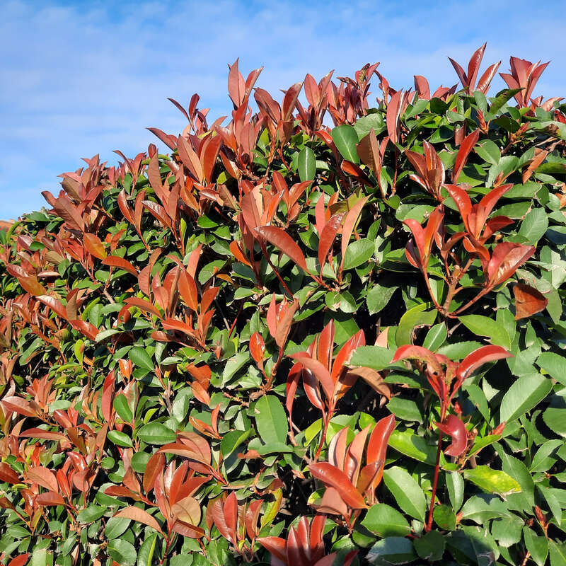 Glanzmispel - Photinia fraseri 'Red Robin' in Baumschulqualitt aus  sterreich kaufen