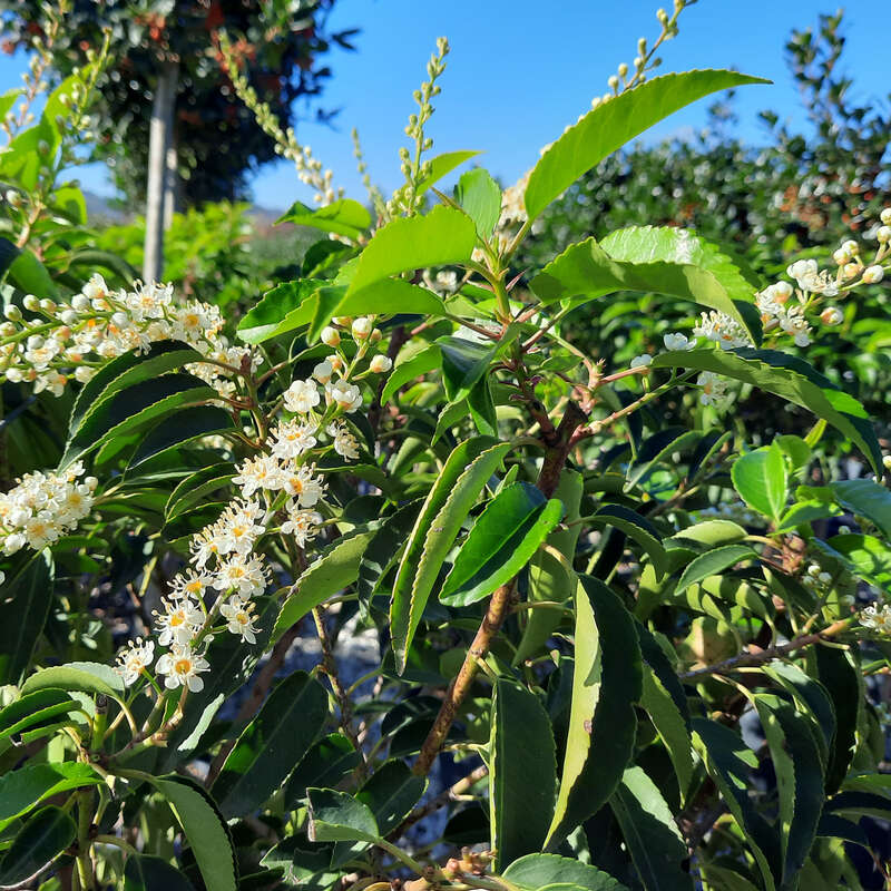 Portugiesischer Kirschlorbeer - Prunus lusitanica 'Angustifolia' - wei