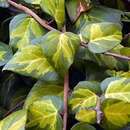 Hedera colchica 'Sulphur Heart' - Gelbbunter Kaukasus-Efeu