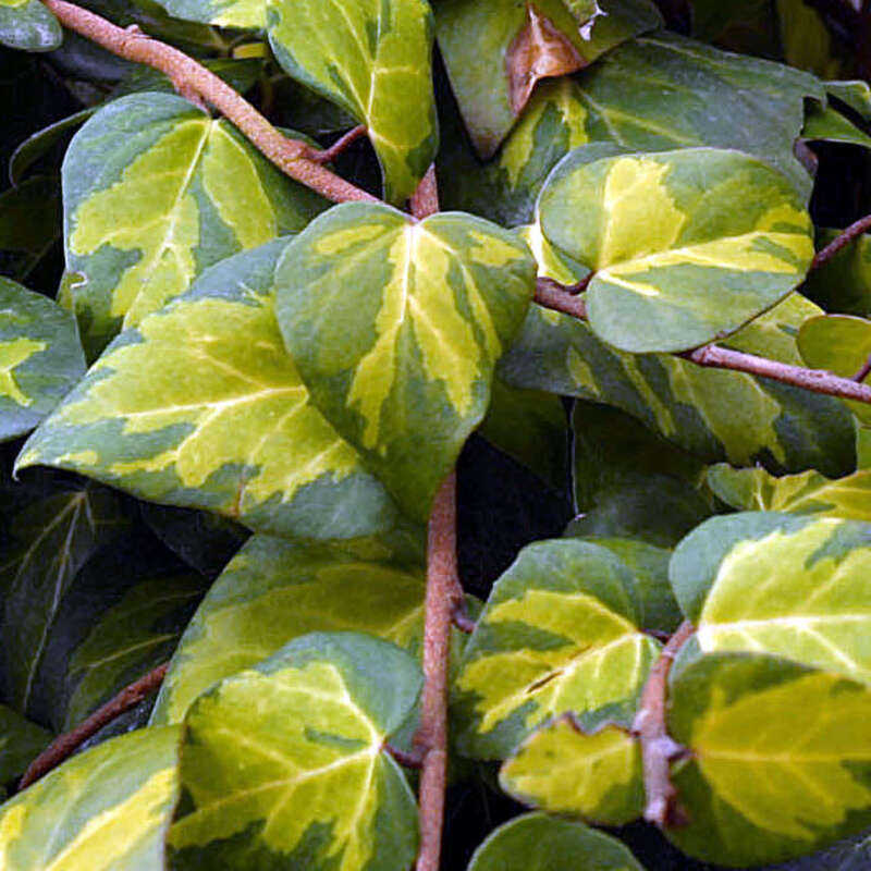 Gelbbunter KaukasusEfeu Hedera colchica 'Sulphur Heart'