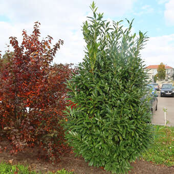 Kirschlorbeer - Prunus laurocerasus 'Genolier' in Baumschulqualitt aus  sterreich kaufen