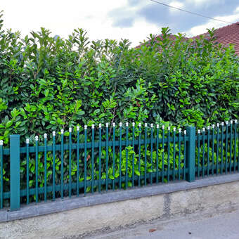 Kirschlorbeer - Prunus laurocerasus 'Caucasica' - wei