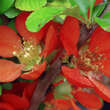 Chaenomeles 'Nicoline': Bild 2/4