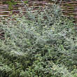 Rubus thibetanus 'Silver Fern': Bild 1/10