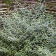 Rubus thibetanus 'Silver Fern': Bild 1/6