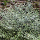 Rubus thibetanus 'Silver Fern' - Tibetische Brombeere