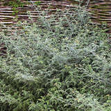 Rubus thibetanus 'Silver Fern' - Tibetische Brombeere