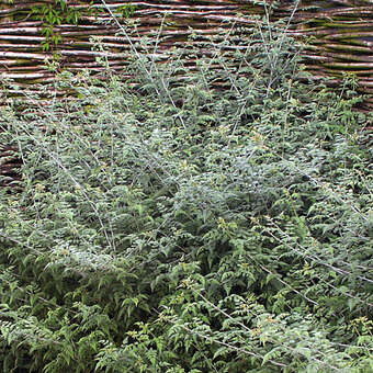 Rubus thibetanus 'Silver Fern'
