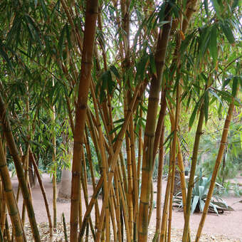 Phyllostachys aurea