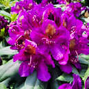 Rhododendron INKARHO - lila - Rhododendron