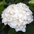 Hydrangea macrophylla 'The Bride': Bild 1/1