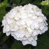 Hydrangea macrophylla 'The Bride' - Gartenhortensie