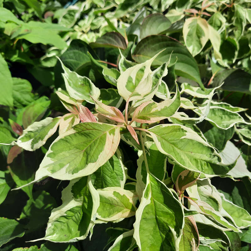 Bunter Etagenhartriegel - Cornus controversa 'Variegata' - wei