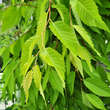 Zelkova serrata 'Ogon': Bild 3/4