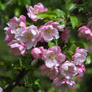 Malus 'Van Eseltine' - Zierapfel