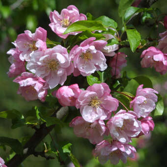 Malus 'Van Eseltine'