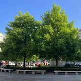 Tilia europaea 'Pallida' - Kaiserlinde